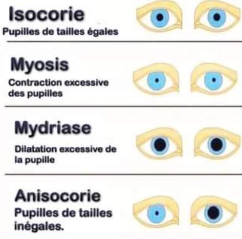 Planche d’iridologie — page 548