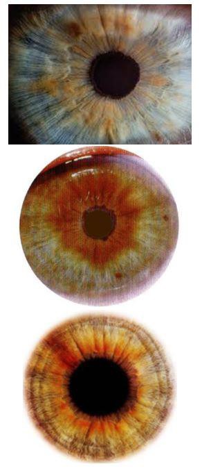 Planche d’iridologie — page 549