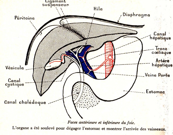 Le foie — face antérieure et inférieure