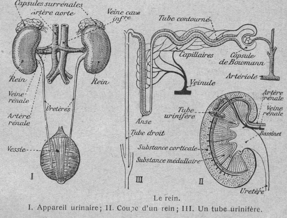 L’appareil urinaire — le rein