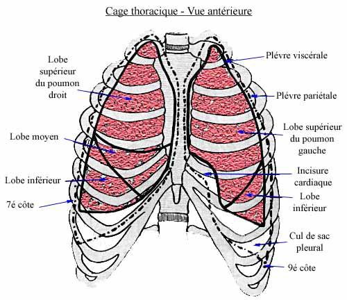 La cage thoracique et les poumons (vue antérieure)