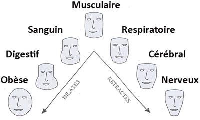 Les tempéraments — typologie morphologique (dilatés / rétractés)